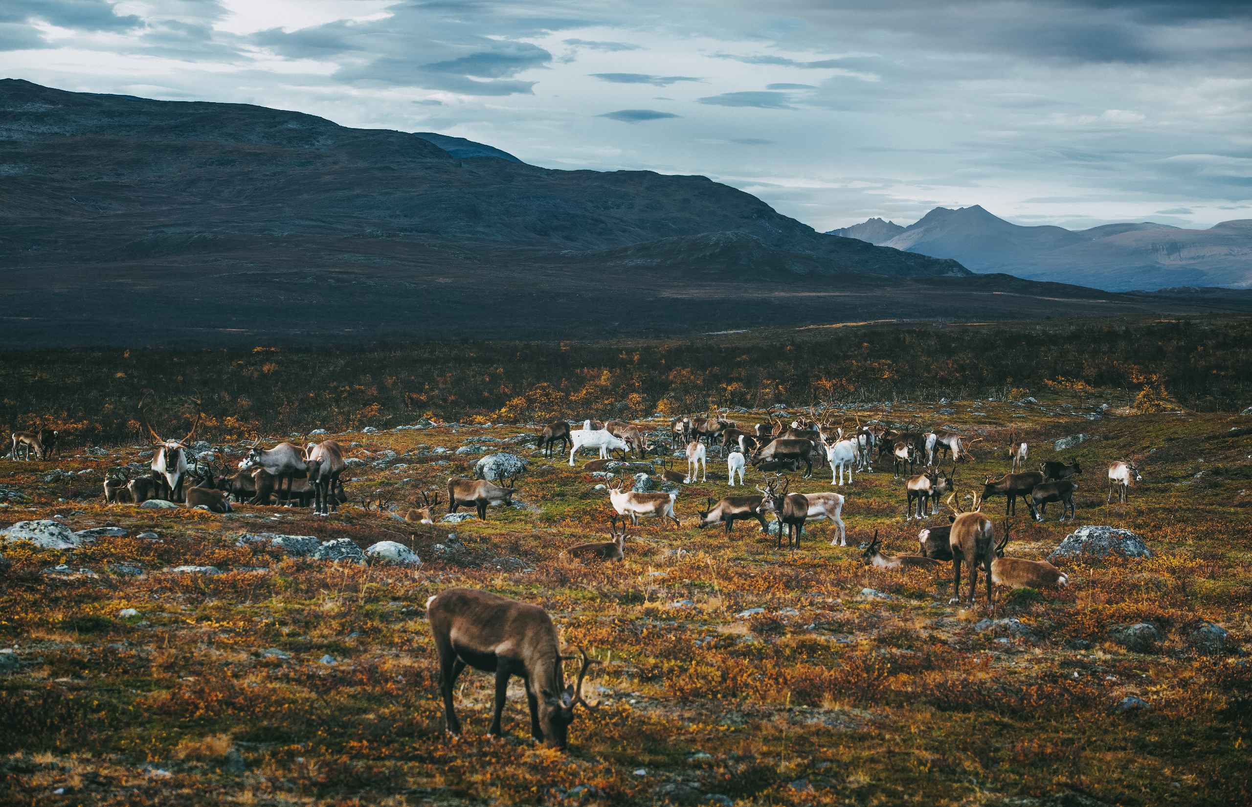 The Cahkal Hotel | Reindeer Summer