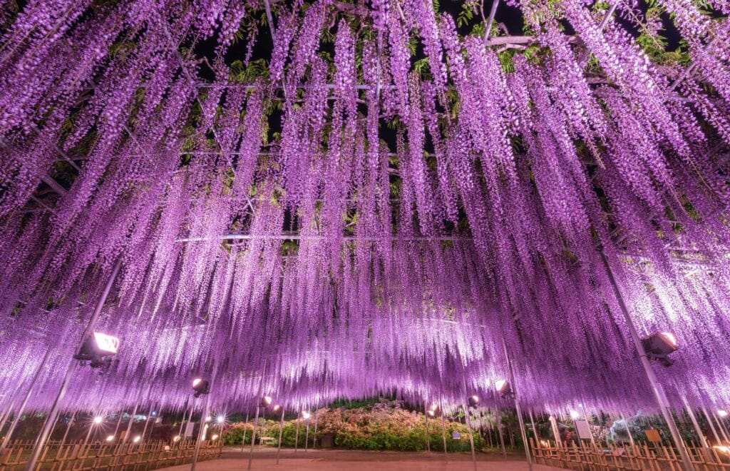 Japan nature travel | Ashikaga Flower Park (Ashikaga, Tochigi Prefecture)