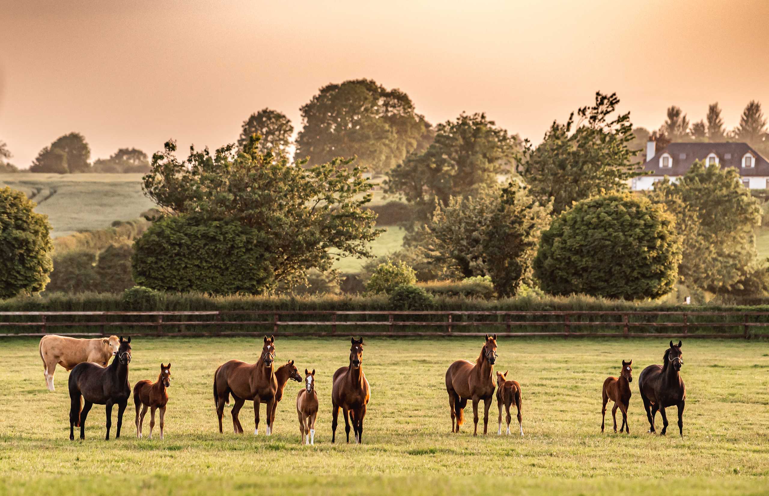 Coolmore Stud | Ireland Castle Stays