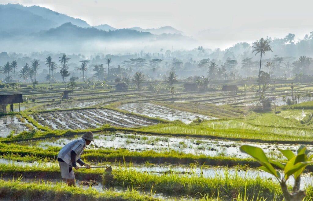 Ricefields | Sidemen Valley | Bali