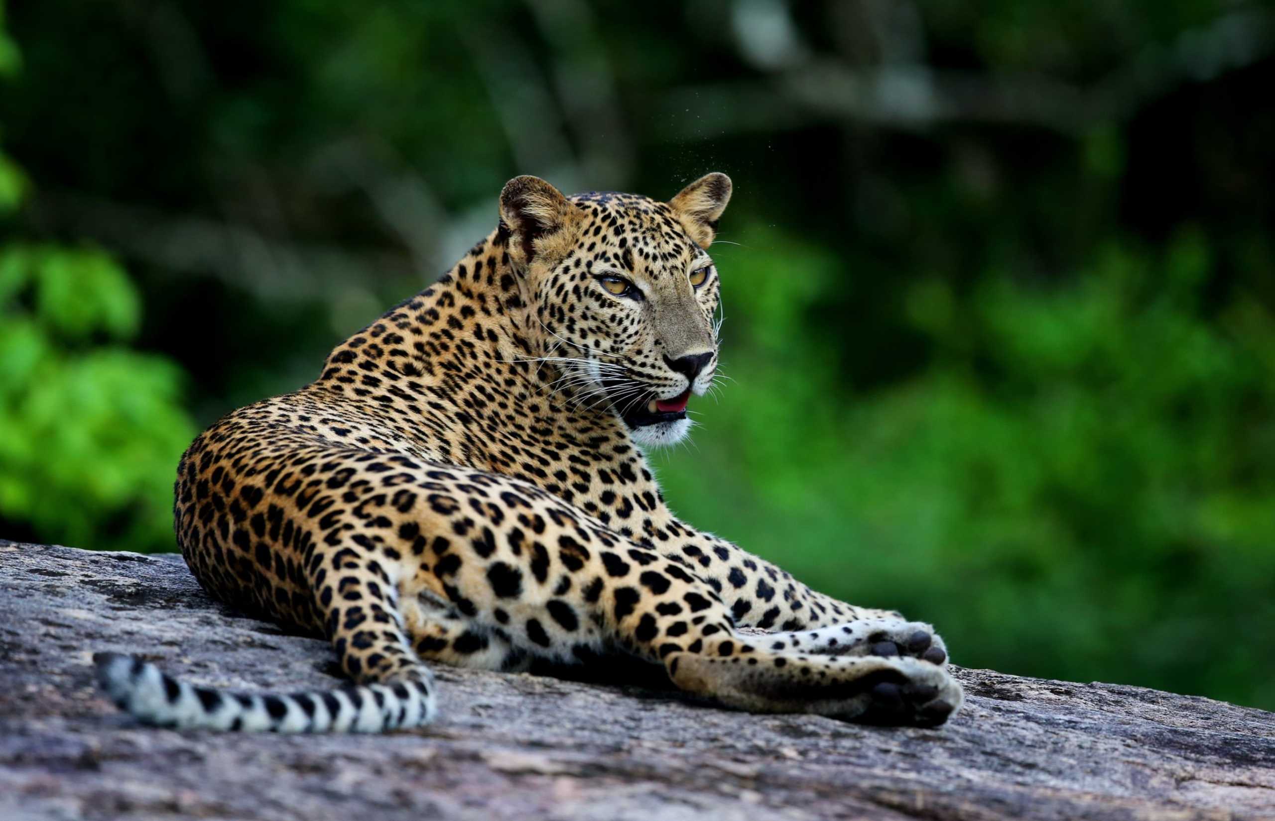 Wild Coast Tented Lodge | Sri Lanka