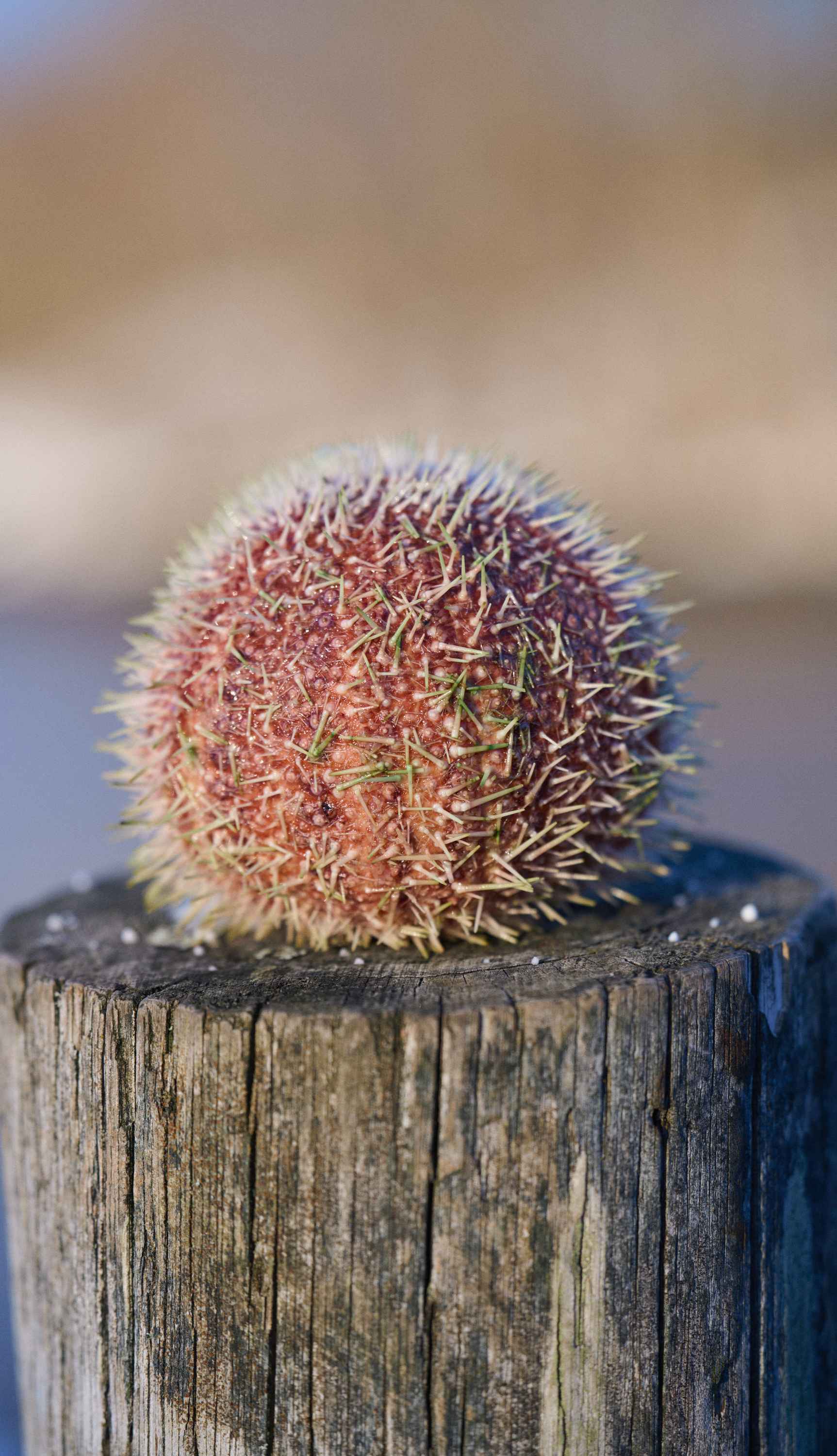 Iris Norway restaurant