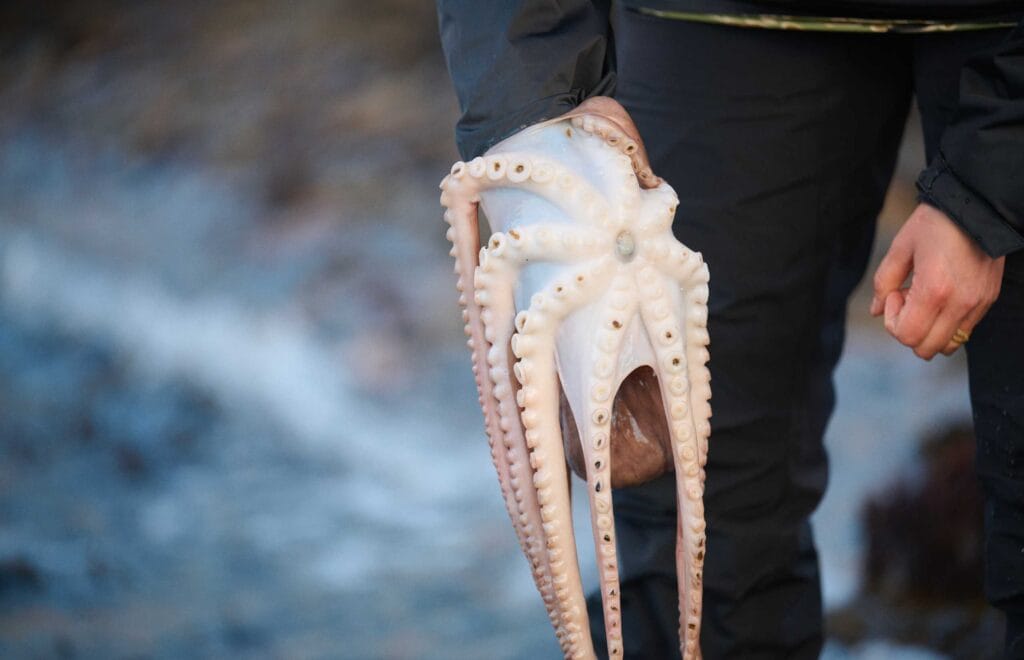 Iris Norway restaurant