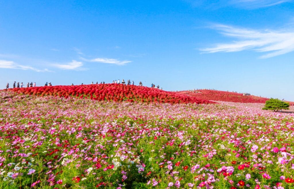 Cosmos flowers field at Hitachi Seaside Park | Japanese gardens