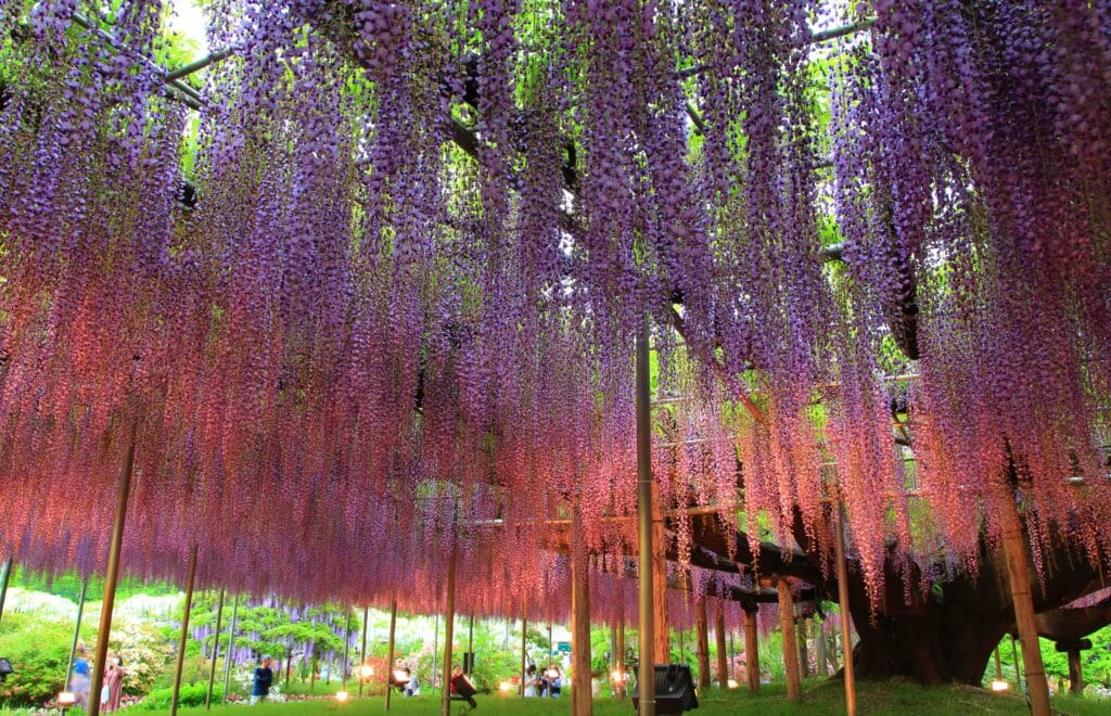 lluminated wisteria trees at Ashikaga Flower Park | Japanese gardens