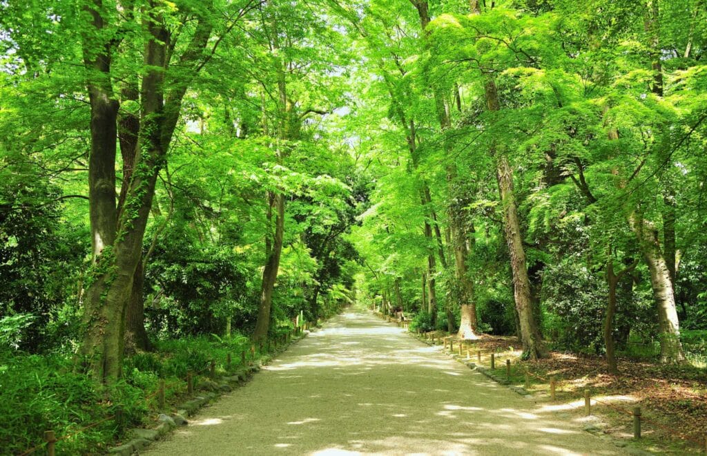 Tadasu no Mori, a virgin forest located within the grounds of Shimogamo Shrine in Kyoto | Japanese gardens