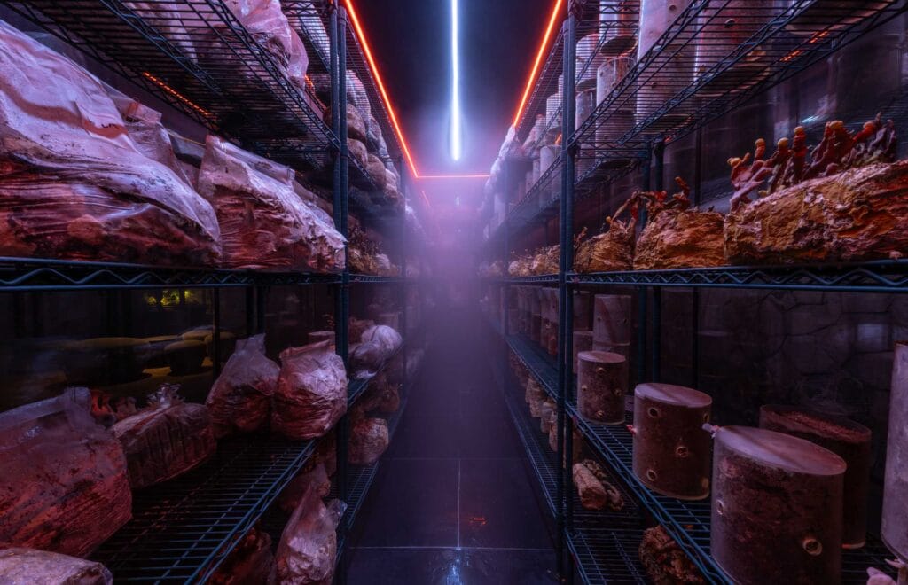 Locavore NXT - Mushroom chamber (misty)