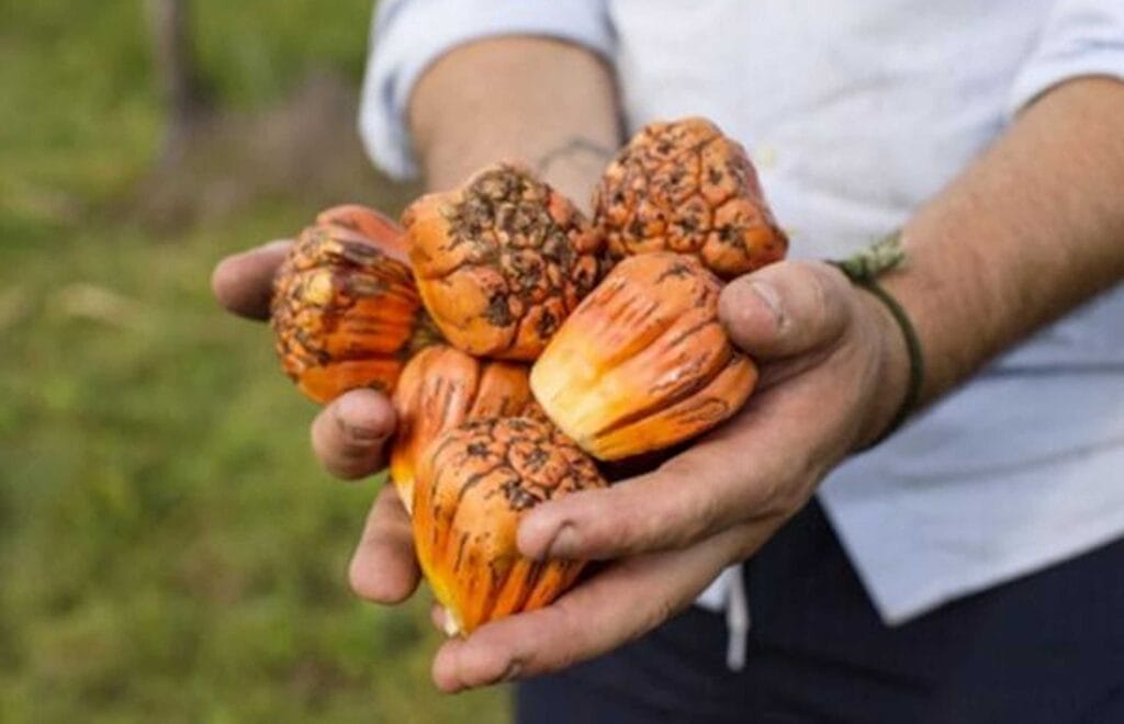 Bamurru Plains culinary safari