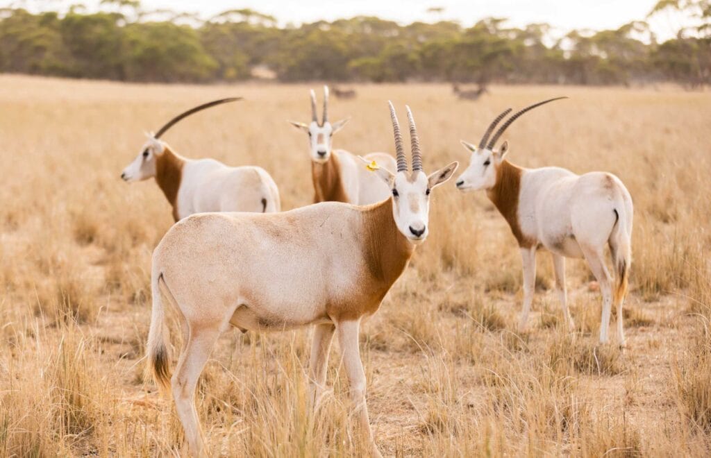 Scimitar Horned Oryx