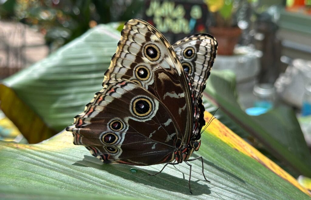 A marbled morpho rests its ringed wings | Credit: Marie Barbieri