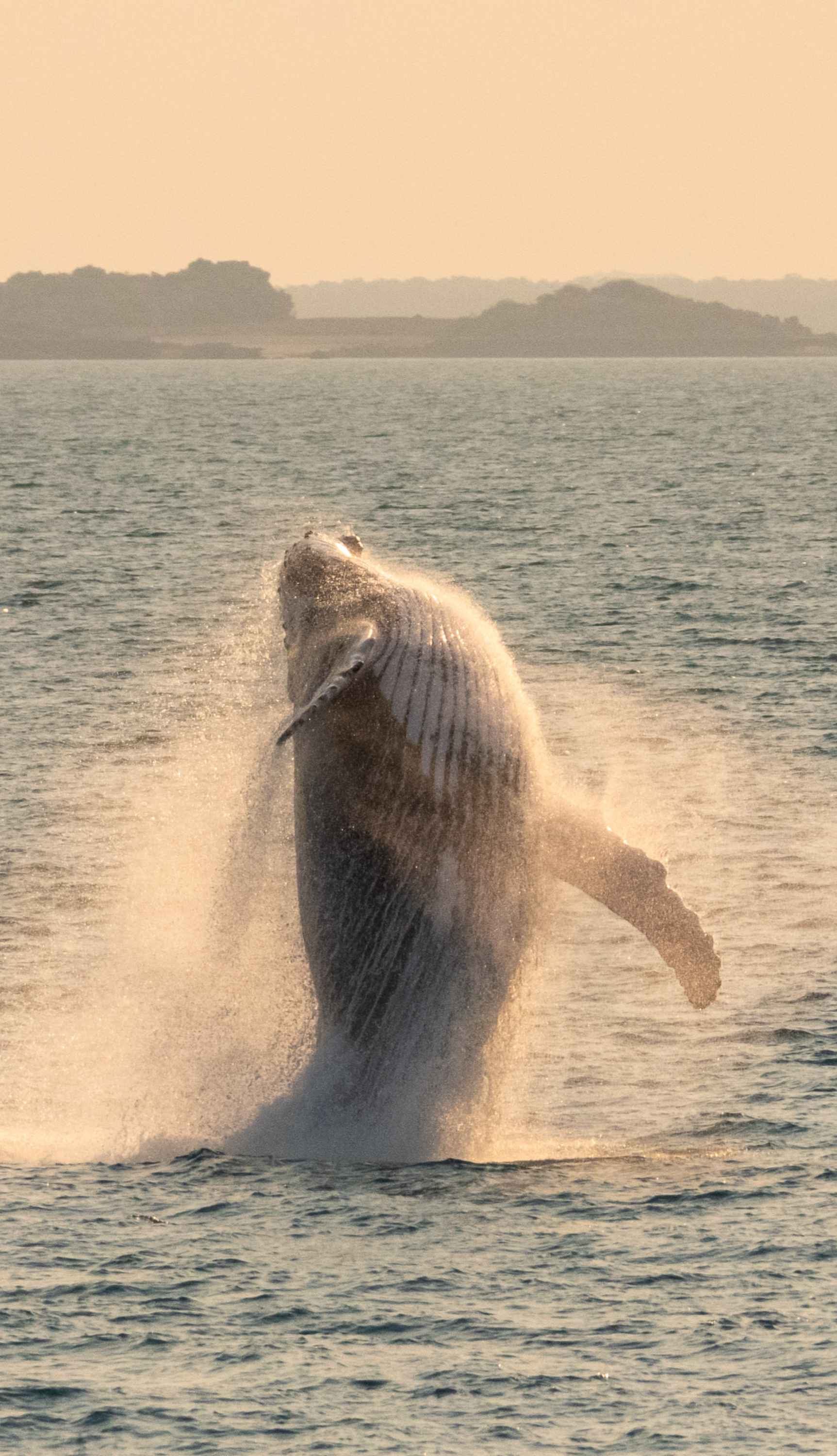 Marine animal