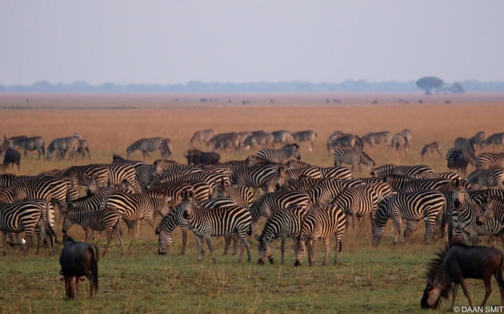 Yellow Zebra at Biodiversity Conservation in Liuwa National Park, Zambia