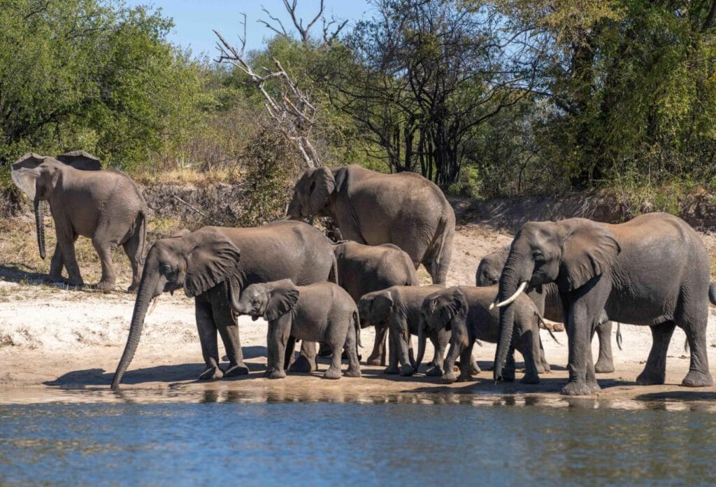 A herd of African elephants by the river