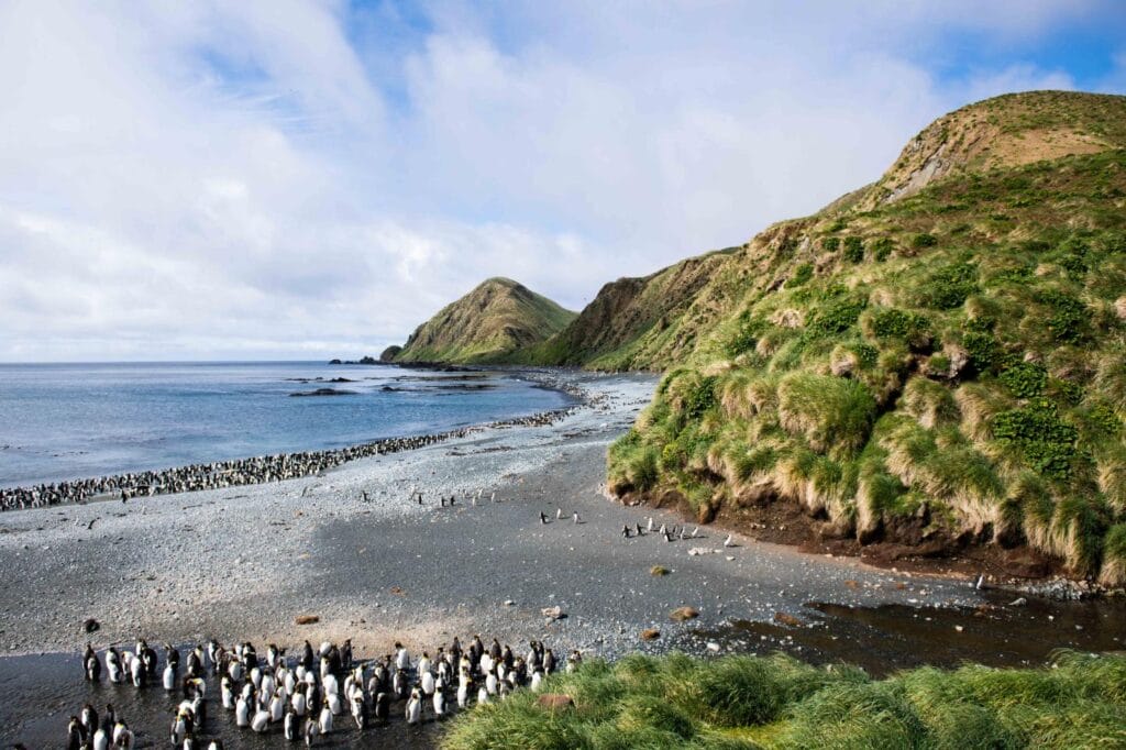 Macquarie Island ©StudioPONANT-Coupez Margaux