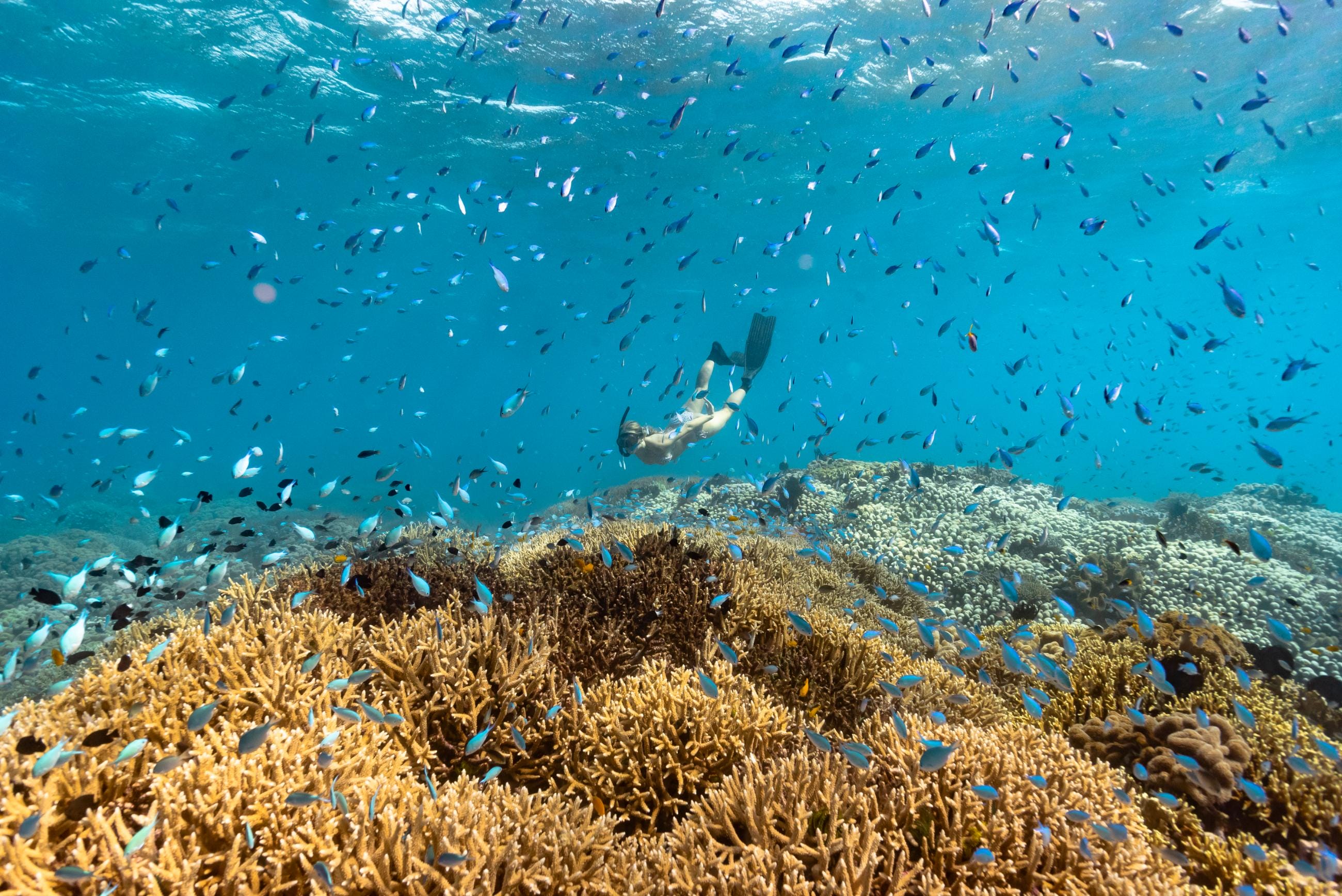 A snorkeler exploring the vibrant coral reefs of the Great Barrier Reef. Image credit: James Vodicka