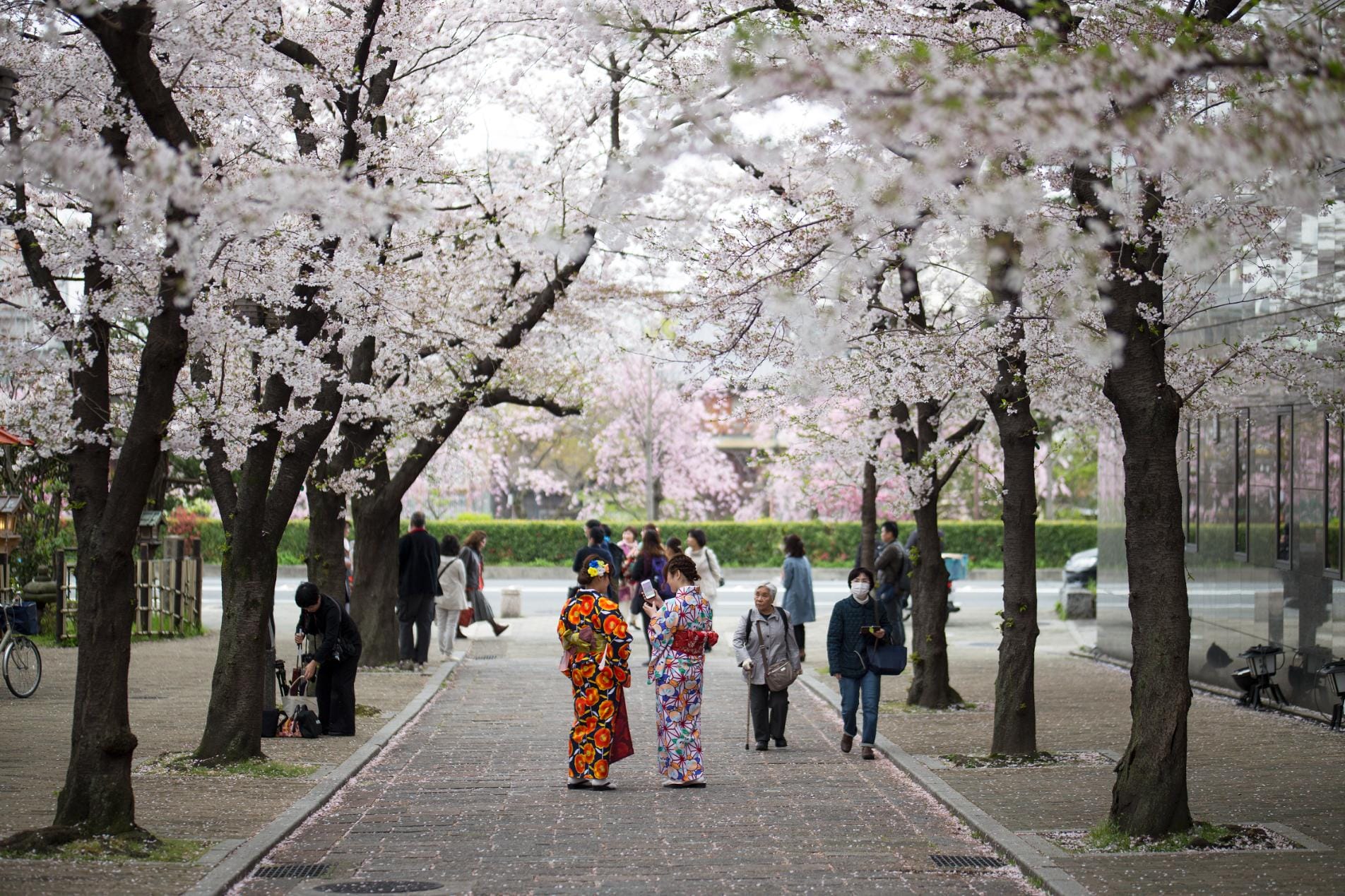 Japan, inside the velvet rope: Sushi masters, Michelin Tokyo and Kyoto’s hidden world