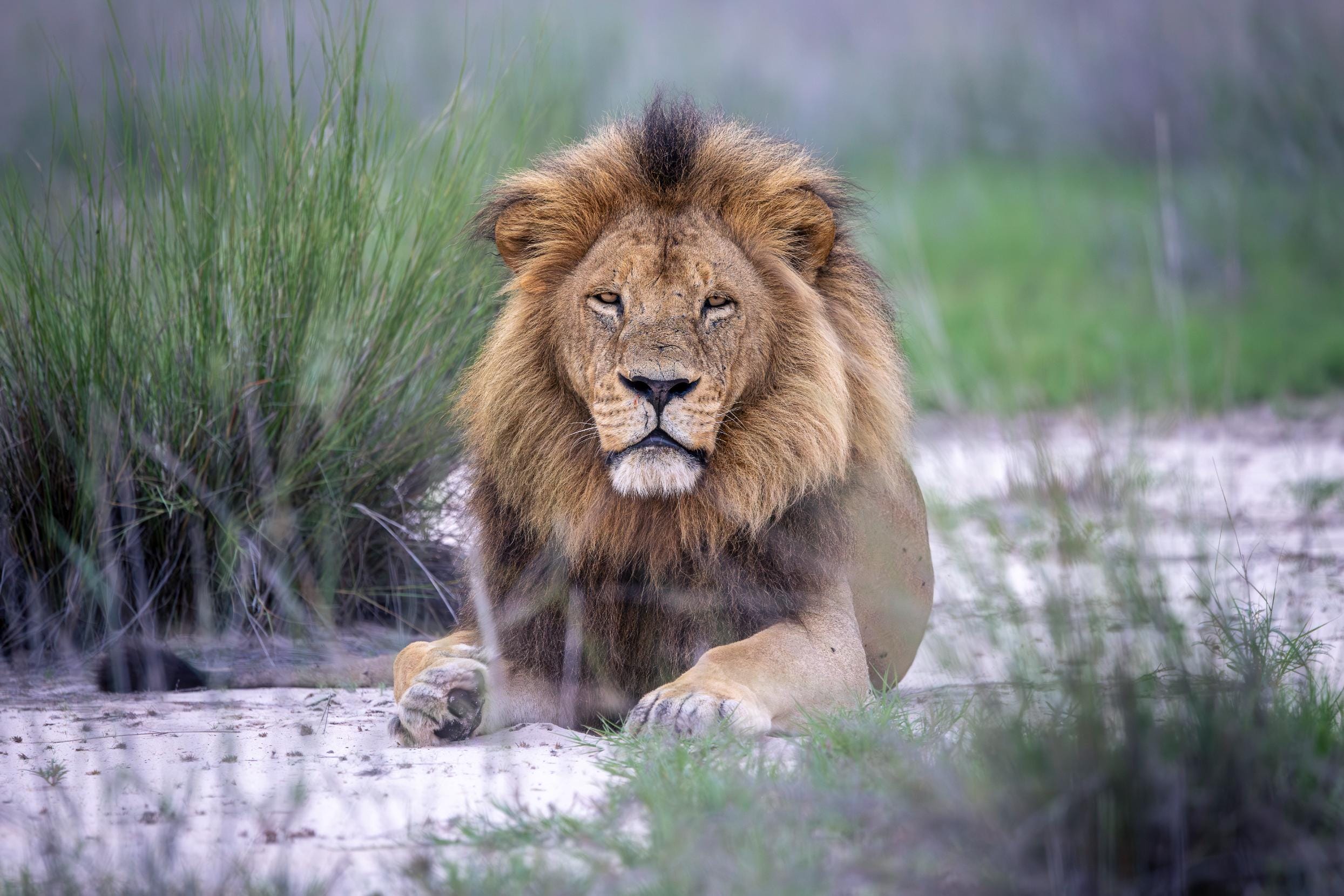 An African lion resting low to the ground