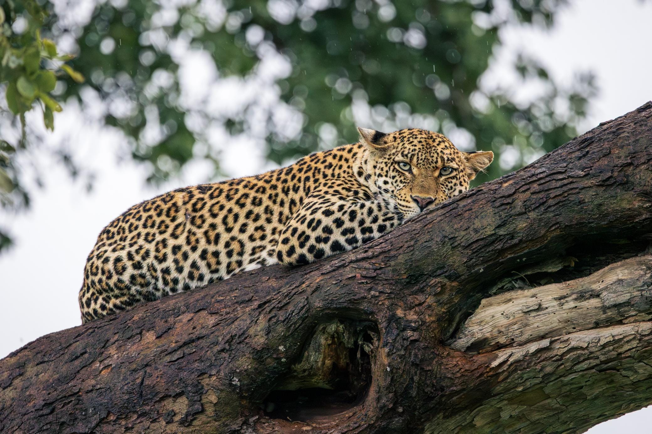 Leopard resting along the thick branch of a tree