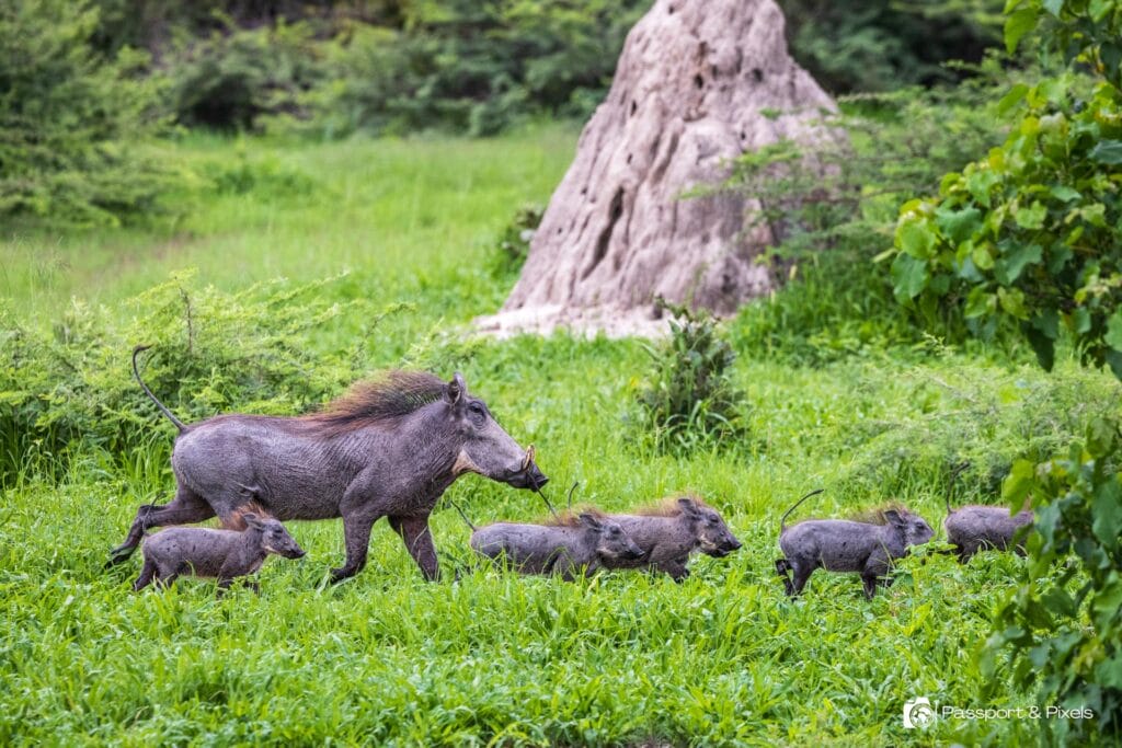 Adult warthog running through grass followed closely by a line of piglets