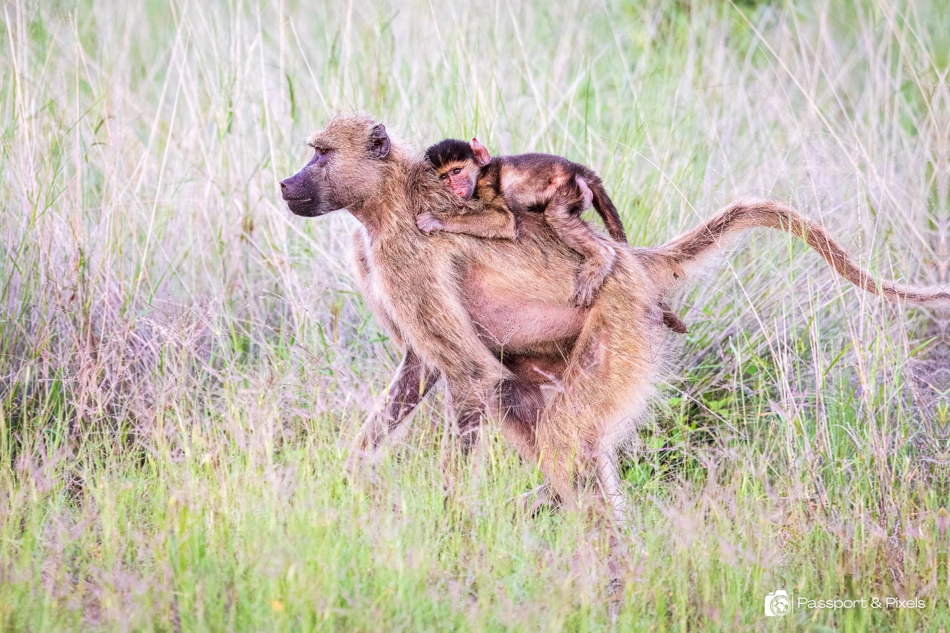 An adult baboon carries its infant clinging tightly to its back
