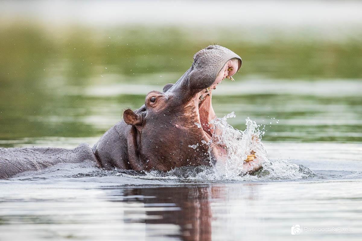 A hippopotamus emerging from the water