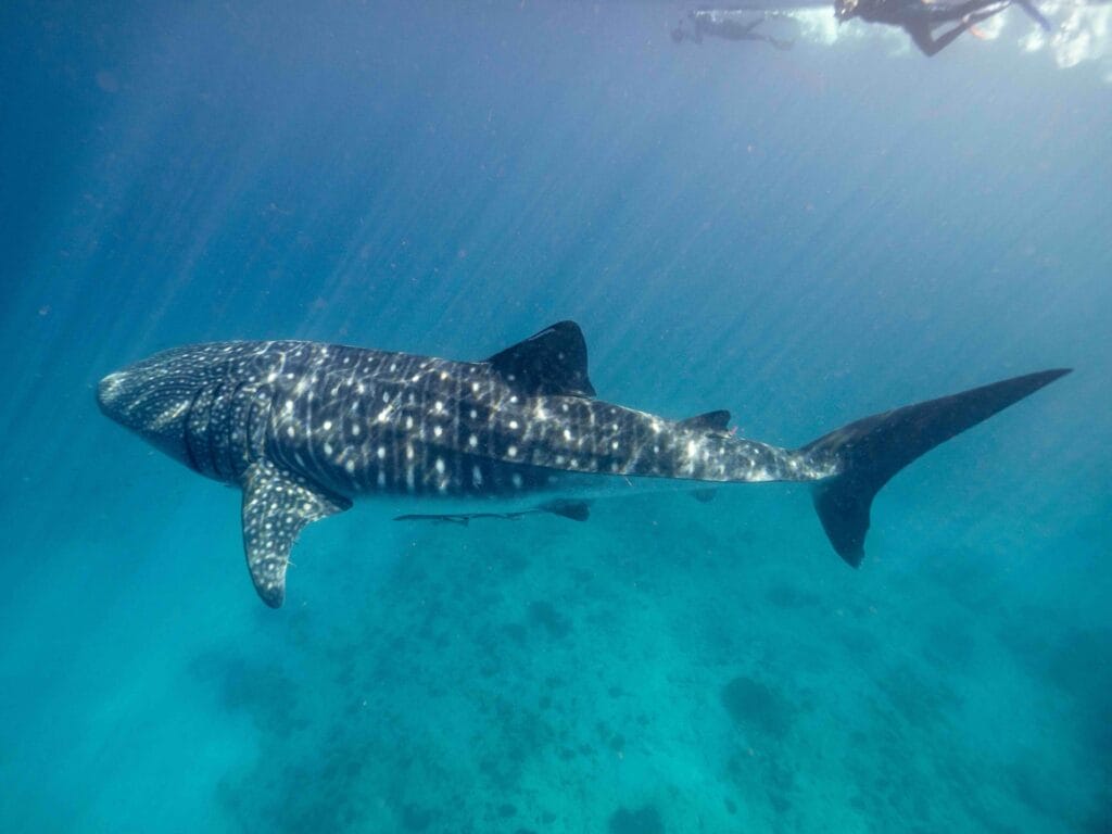 Whale shark swimming at Ningaloo Reef, Western Australia