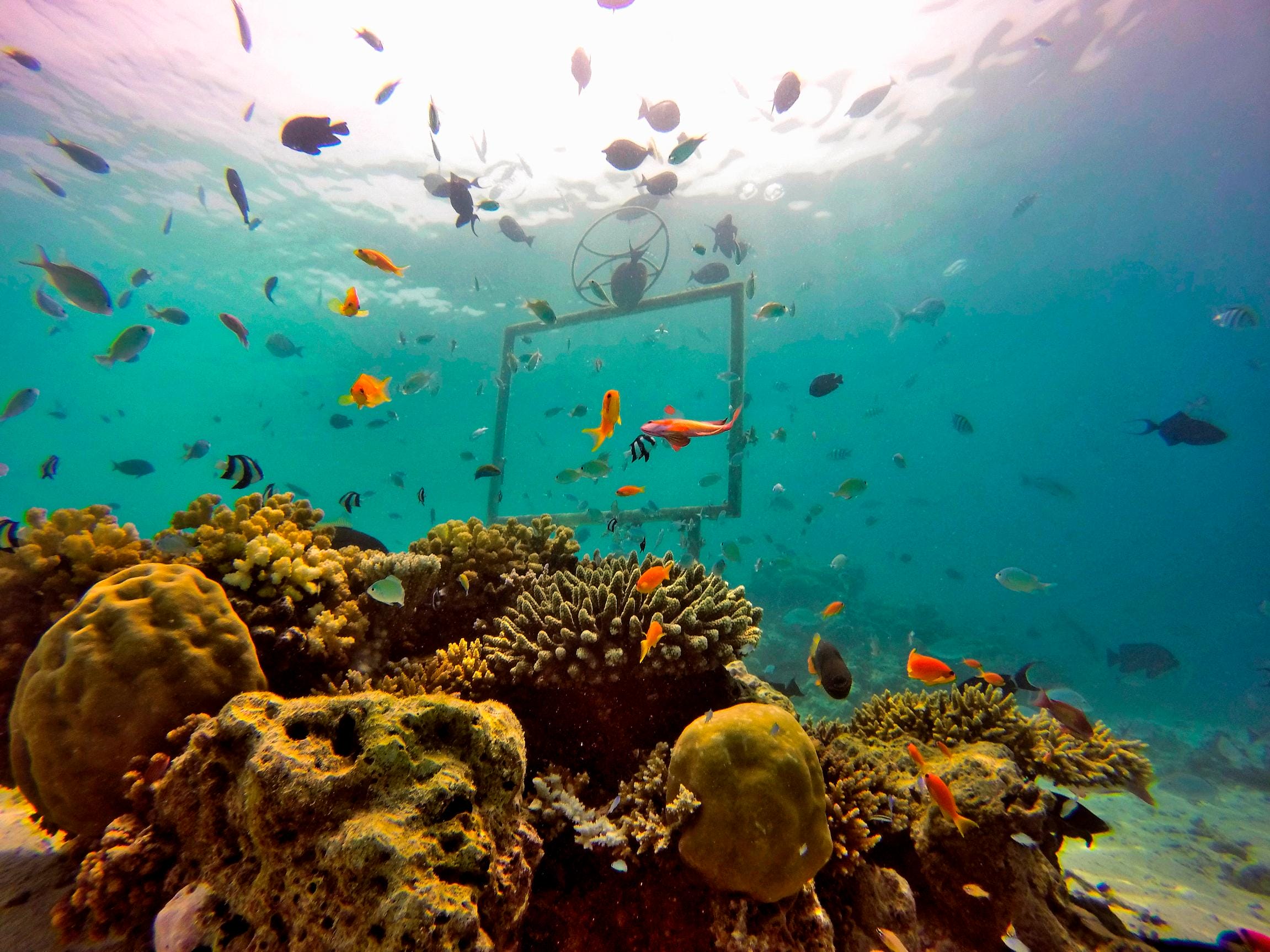 Underwater coral reef with colorful tropical fish swimming