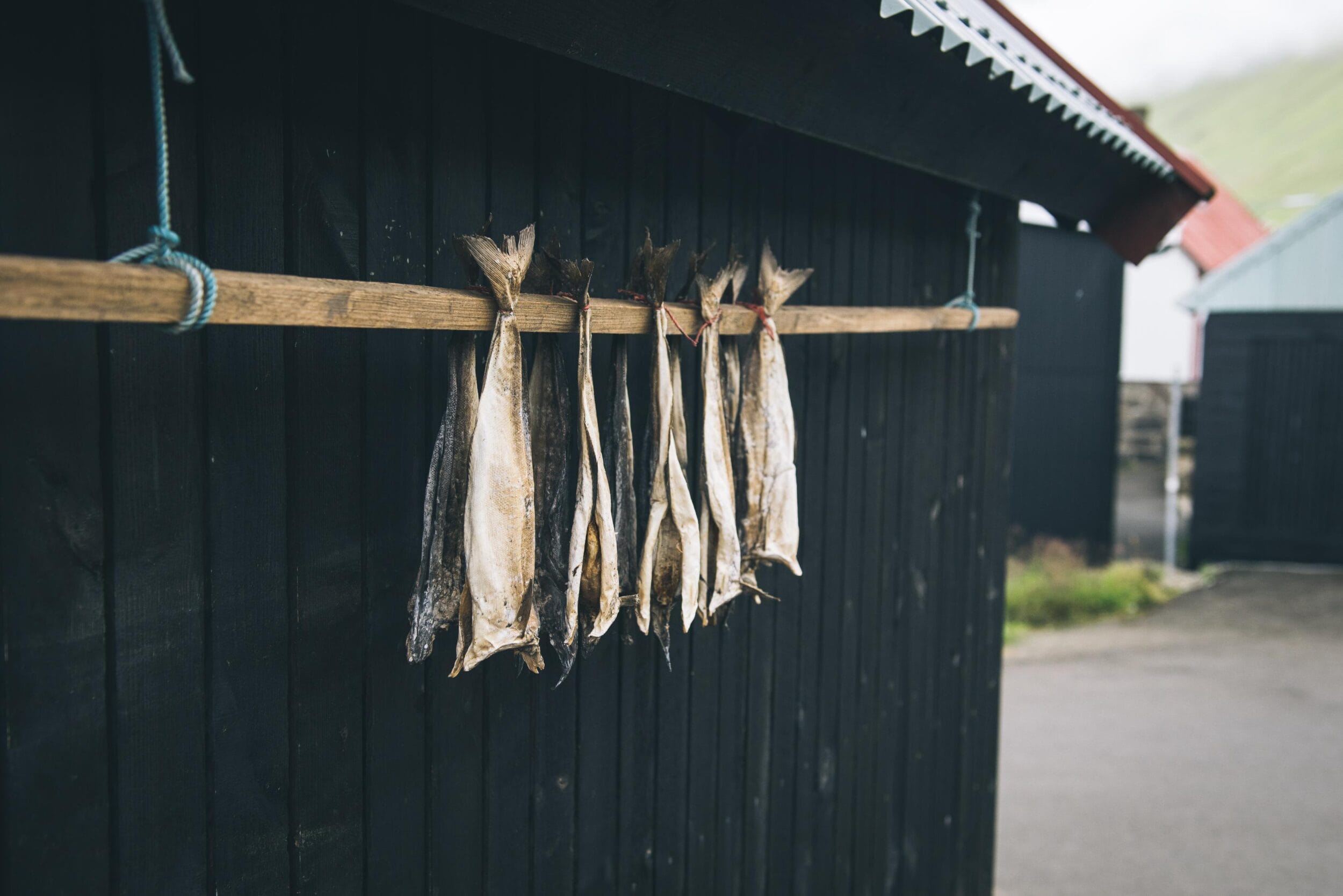 Traditional air-dried and cured fish hanging on a wooden beam outside a black storage building in the Faroe Islands.