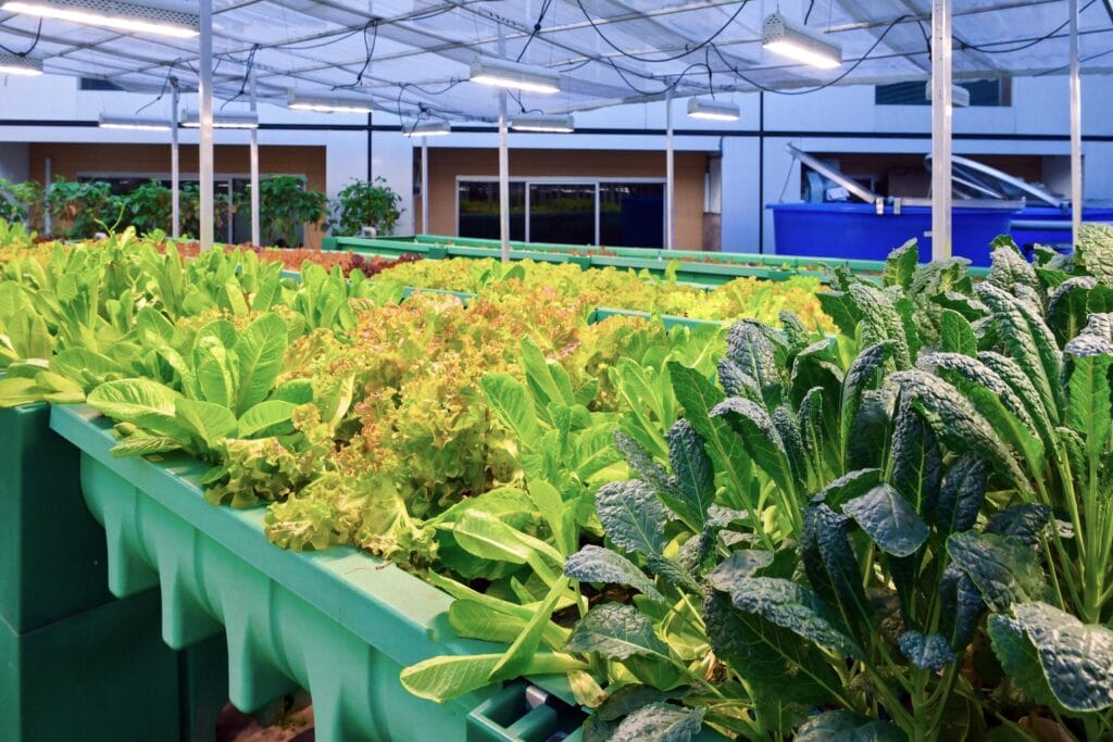 Aquaponics Farm