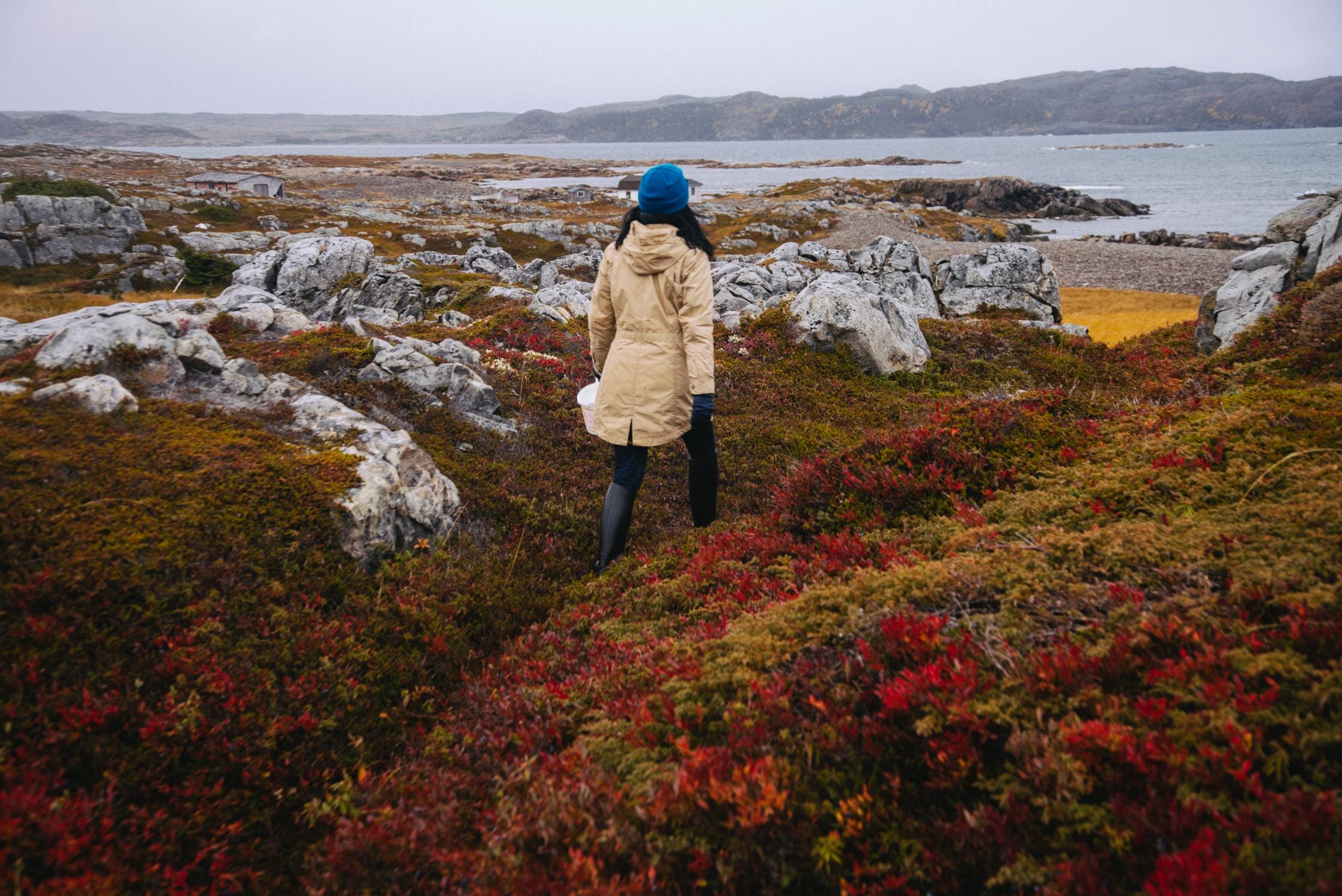 Foraging for berries amidst the vibrant autumn foliage on the rocky coastal landscape of Fogo Island. Image credit: Mike Dell