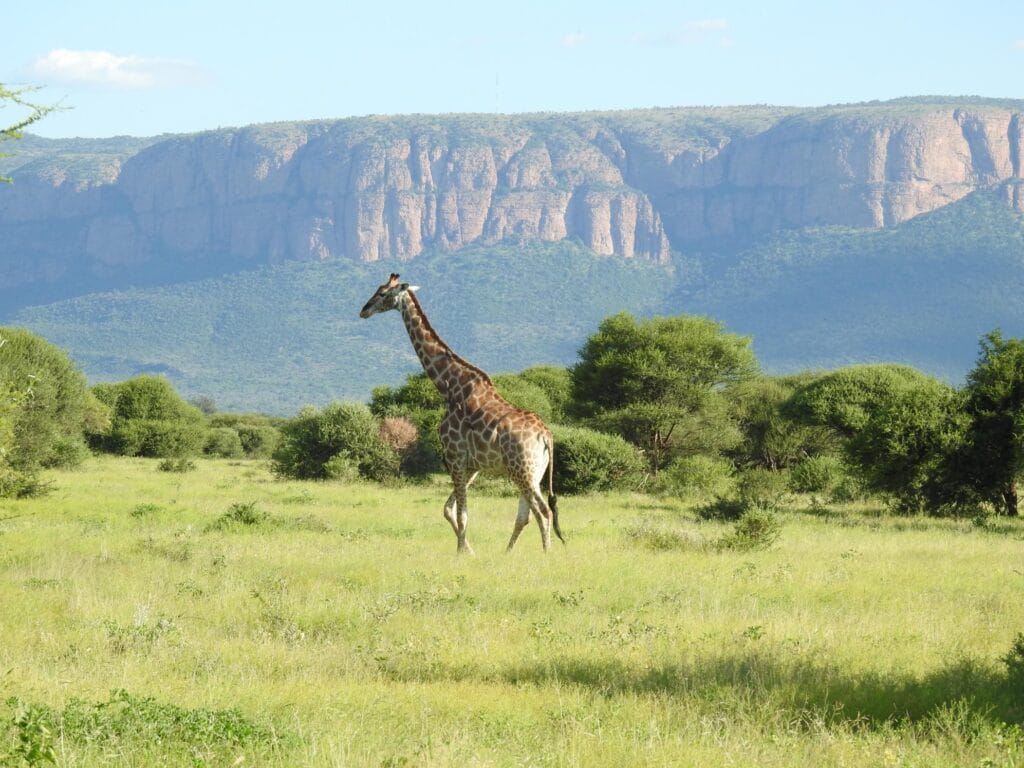 Giraffe walks through a grassy savannah near Marataba Safari Lodge