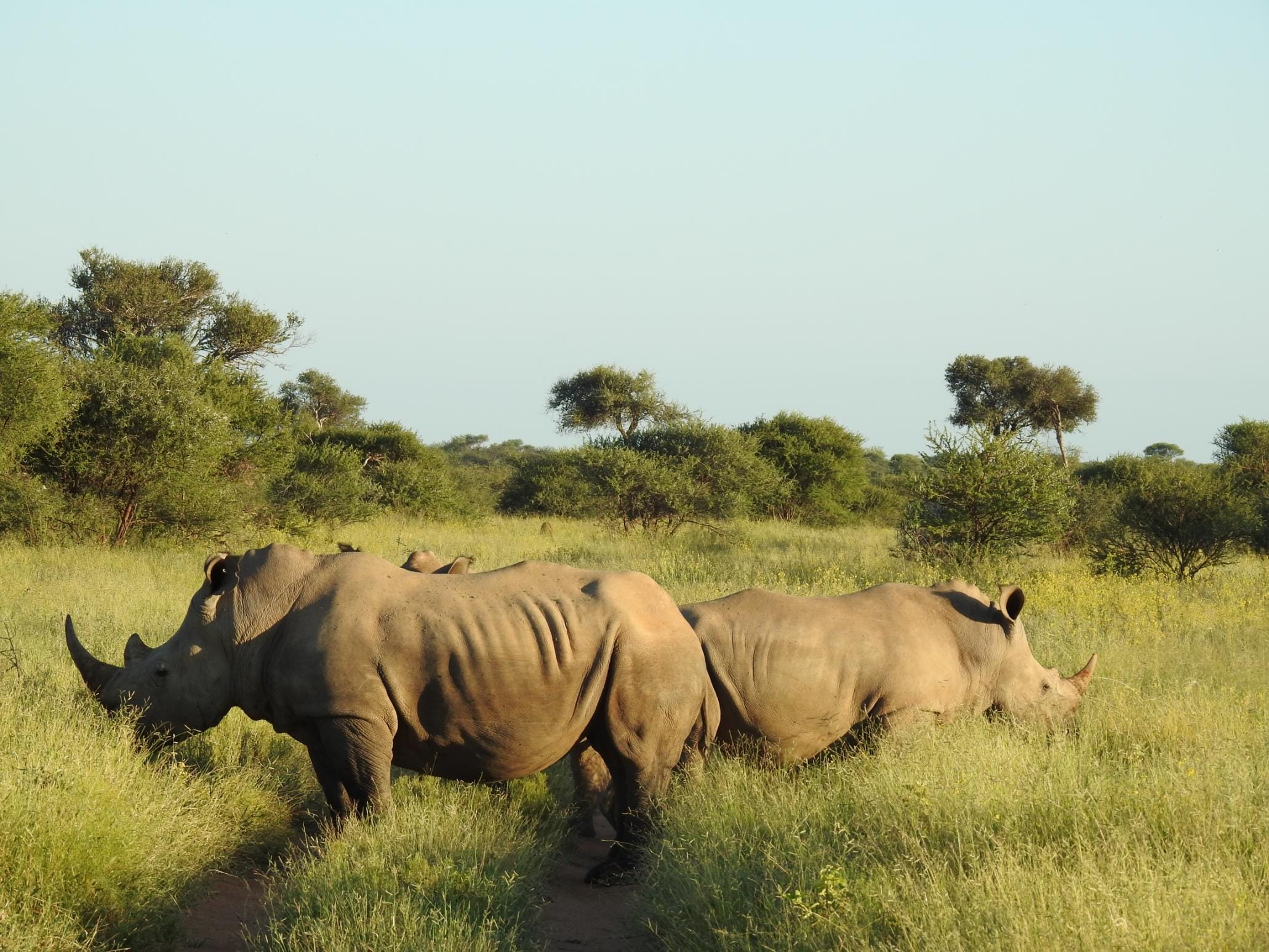 A pair of white rhinos