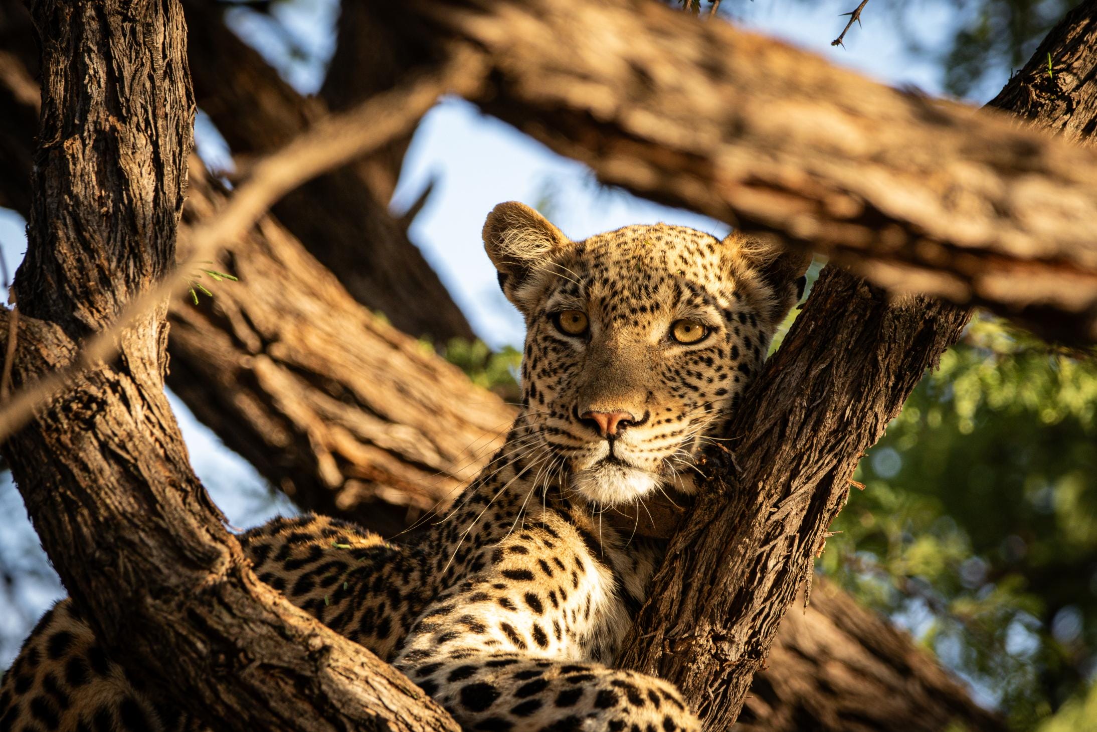 Marataba Leopard