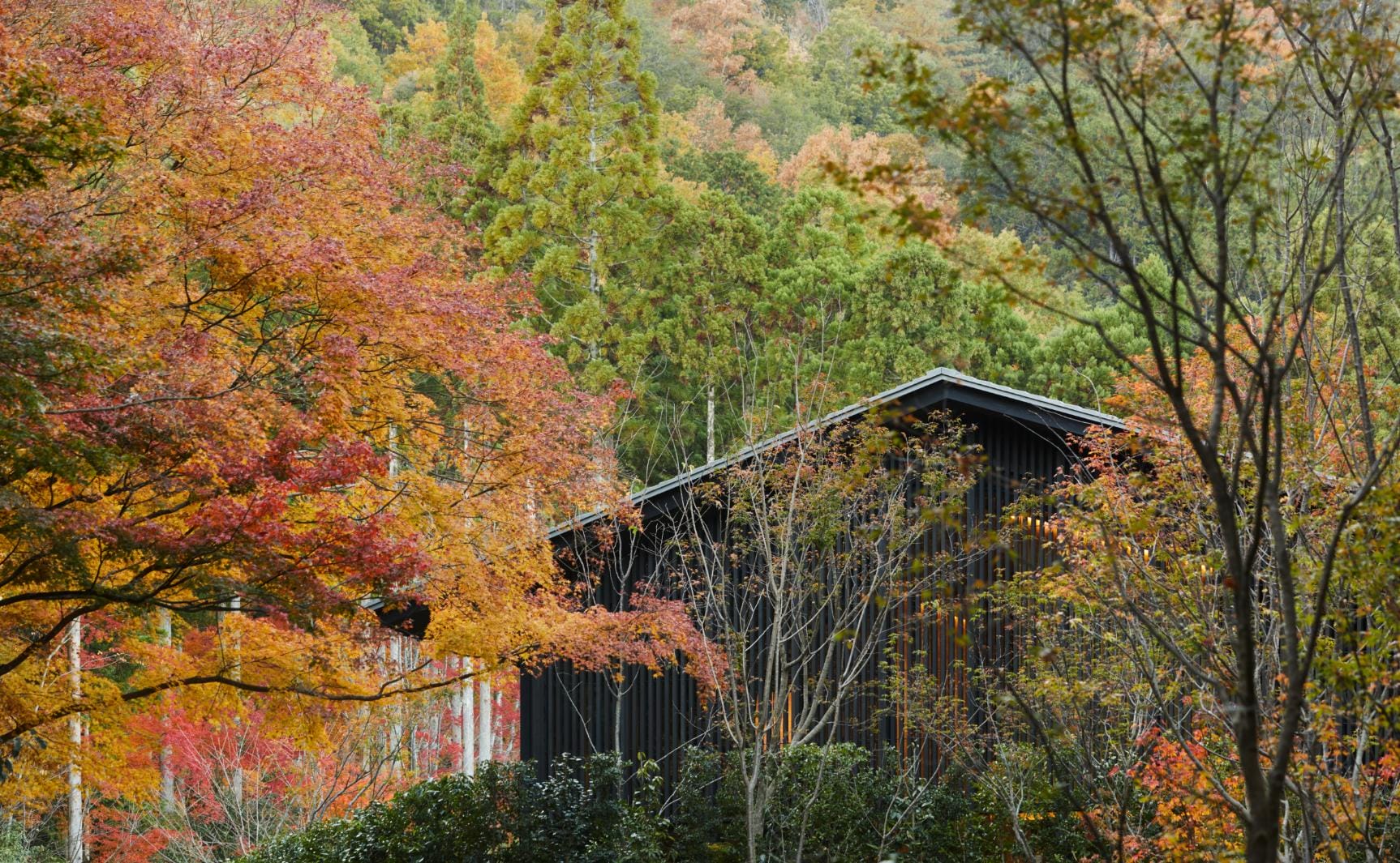 Architectural pavilion nestled among autumn foliage and towering trees at Aman Kyoto